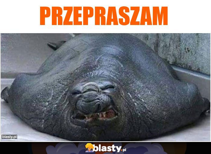 Przepraszam