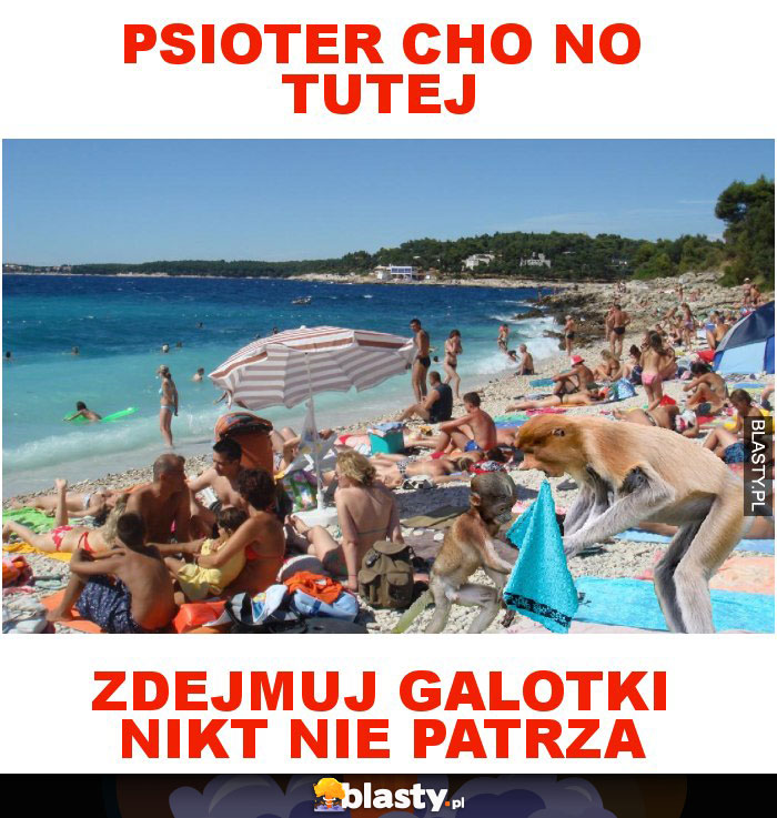 Psioter cho no tutej