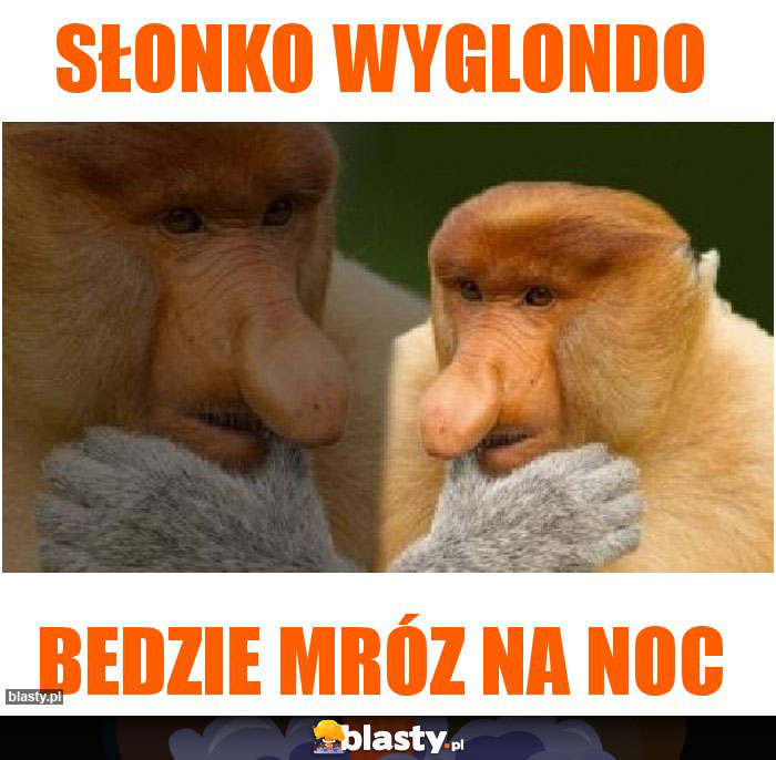 Słonko wyglondo