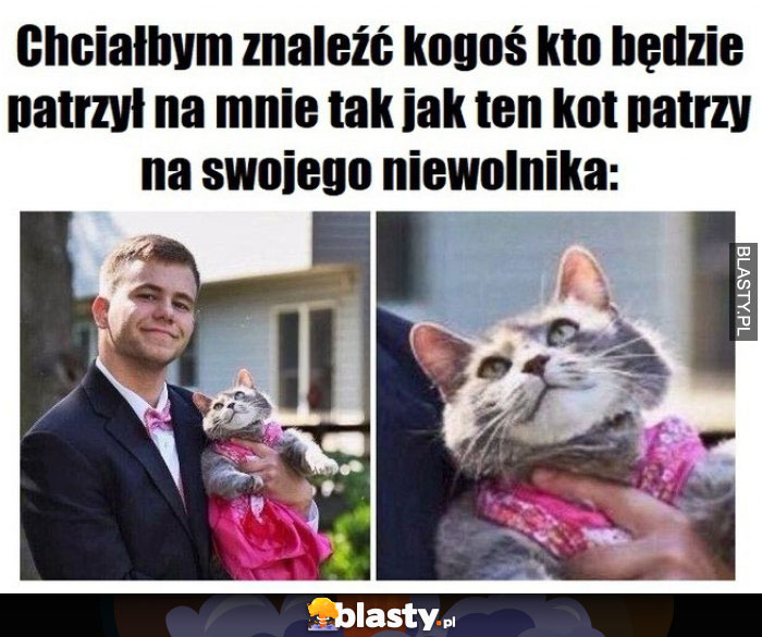 Śmieszny kotek