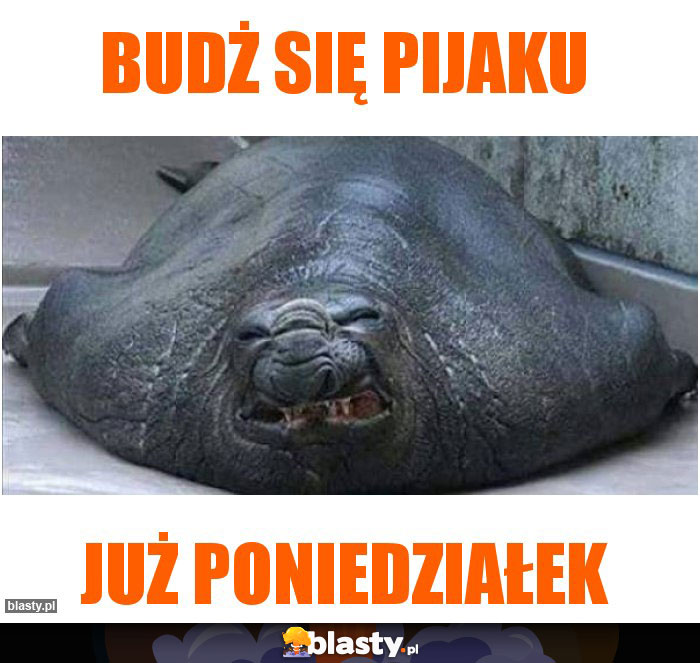 budż się pijaku