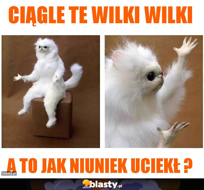 Ciągle te Wilki wilki