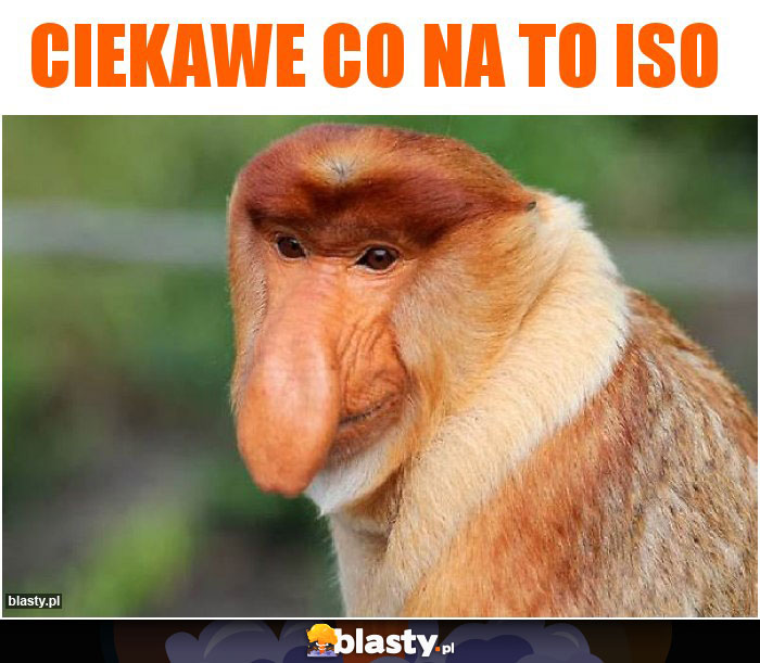 Ciekawe co na to ISO