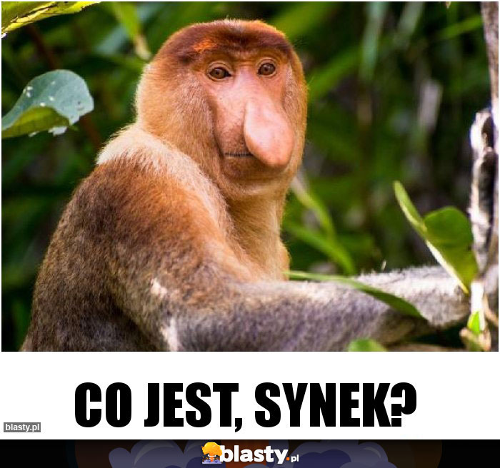 Co jest, synek?