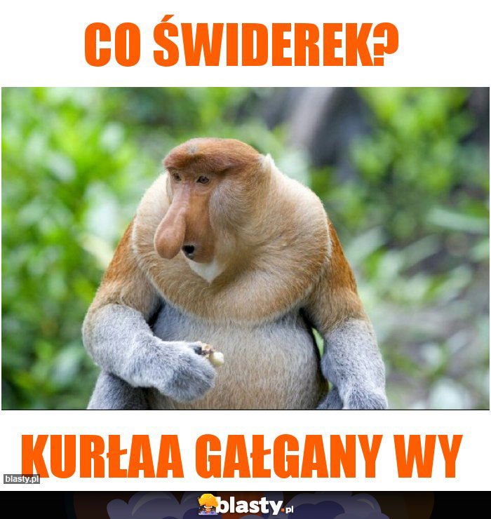 Co świderek?