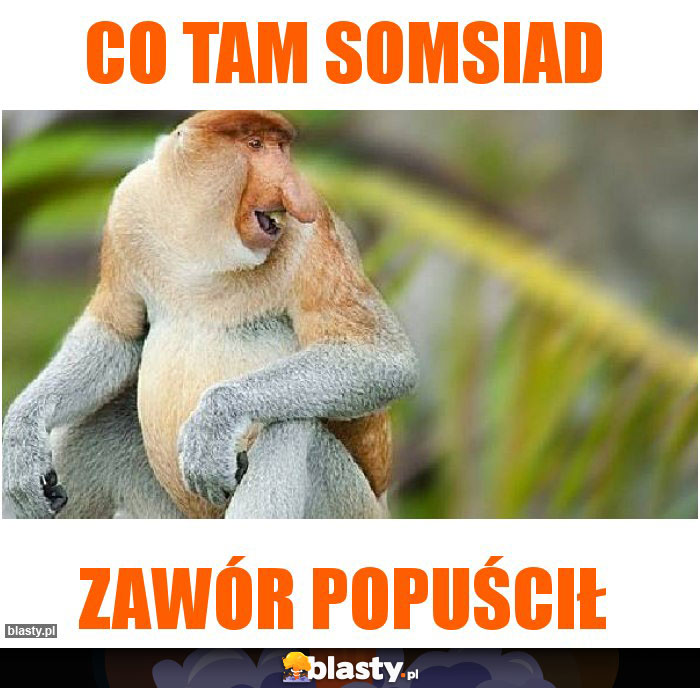 Co tam somsiad