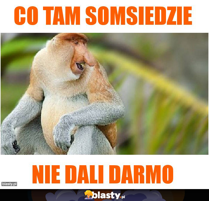 co tam somsiedzie