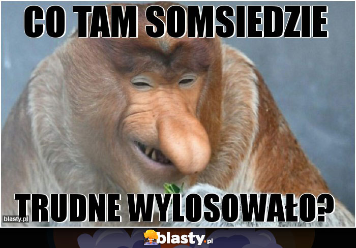 co tam somsiedzie