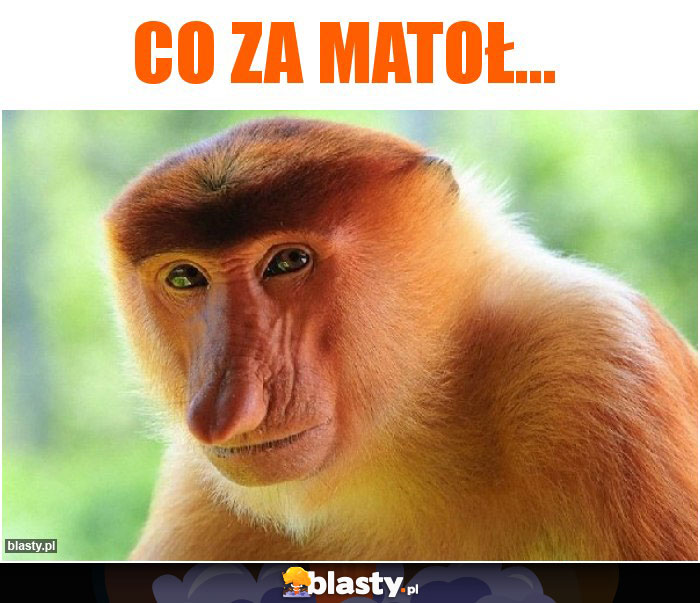 CO ZA MATOŁ...