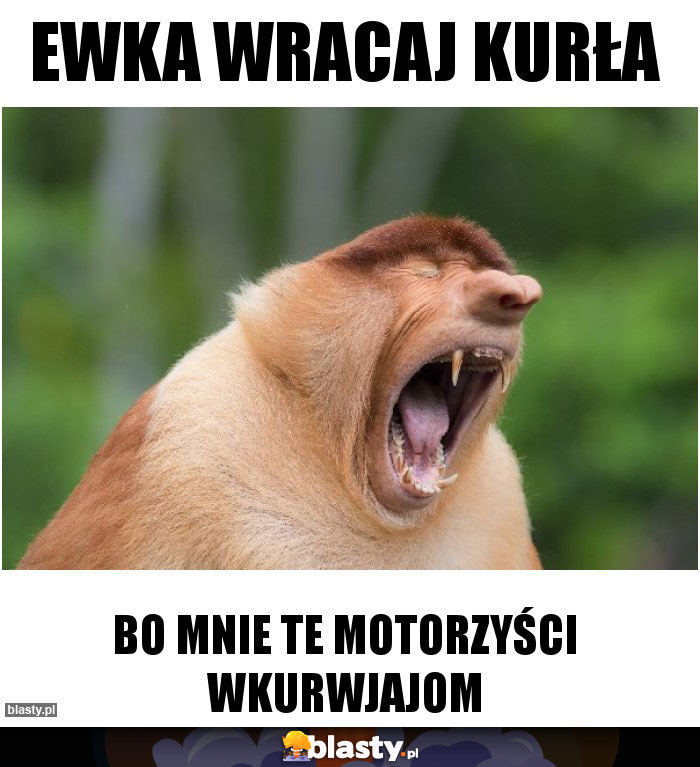 EWKA WRACAJ KURŁA