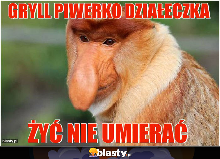 Gryll piwerko działeczka