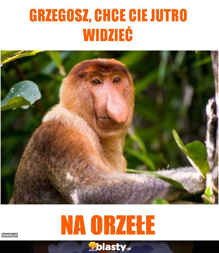 Grzegosz, chce cie jutro widzieć