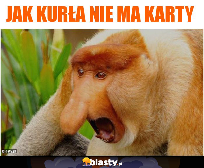 JAK KURŁA NIE MA KARTY