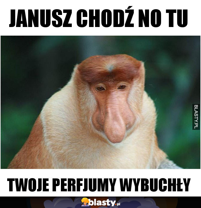 Janusz chodź no tu