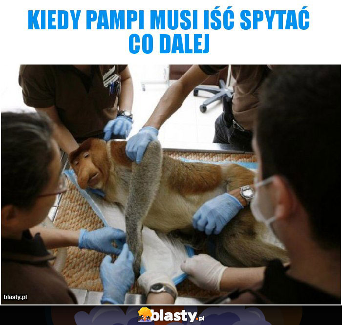 Kiedy pampi musi iść spytać co dalej