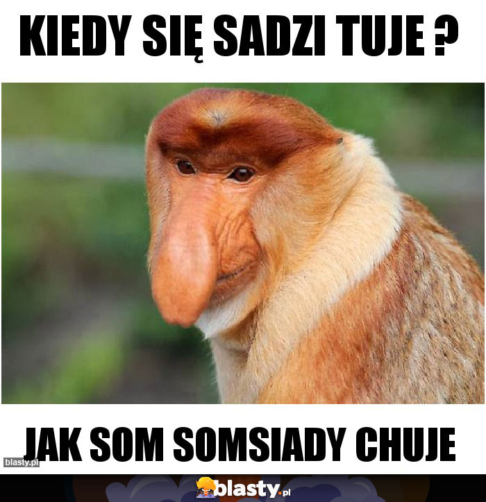 Kiedy się sadzi tuje ?