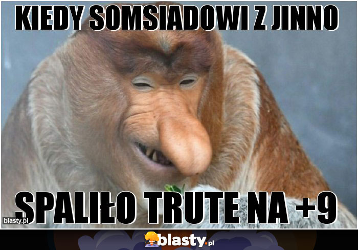 Kiedy somsiadowi z jinno