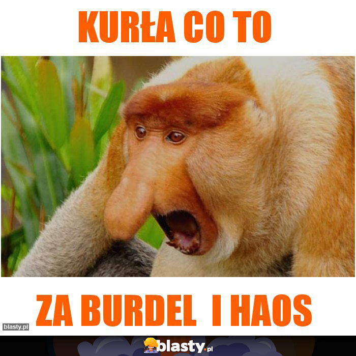 kurła co to