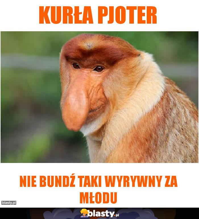 Kurła pjoter