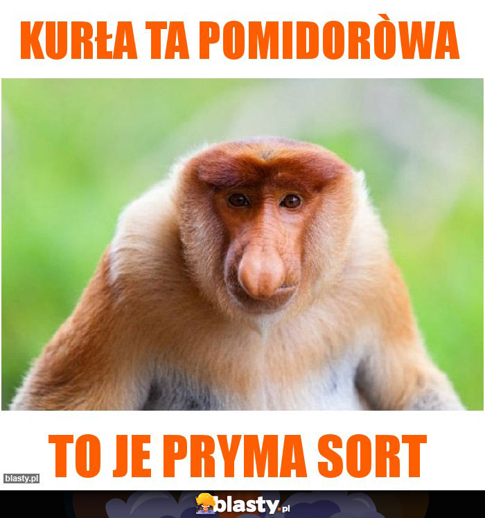 Kurła ta pomidoròwa