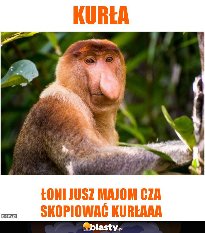 Kurła