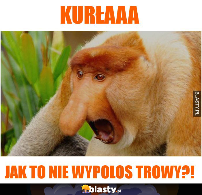 kurłaaa