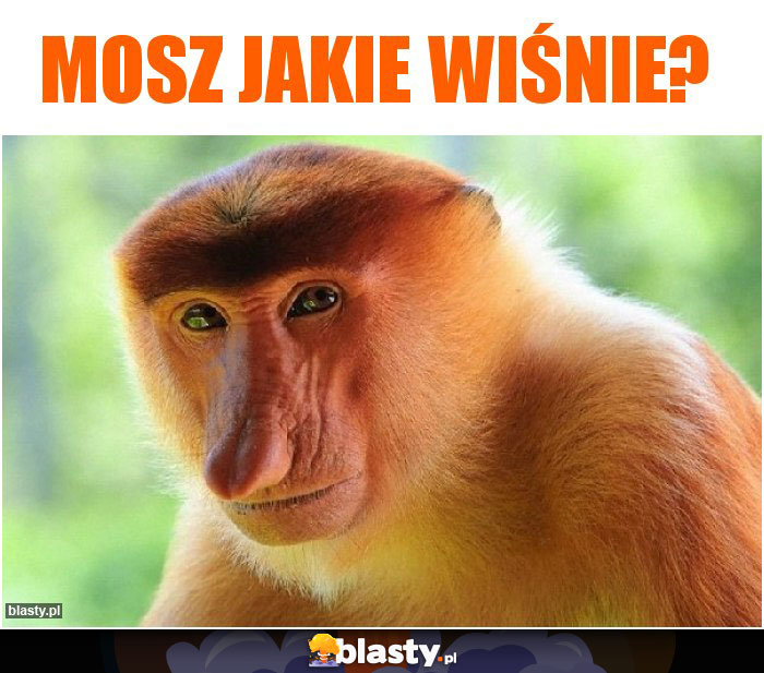 mosz jakie wiśnie?