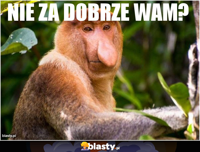 nie za dobrze wam?