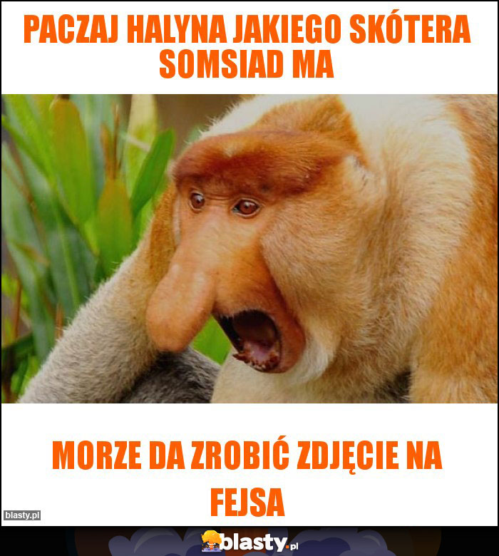 Paczaj Halyna jakiego skótera somsiad ma