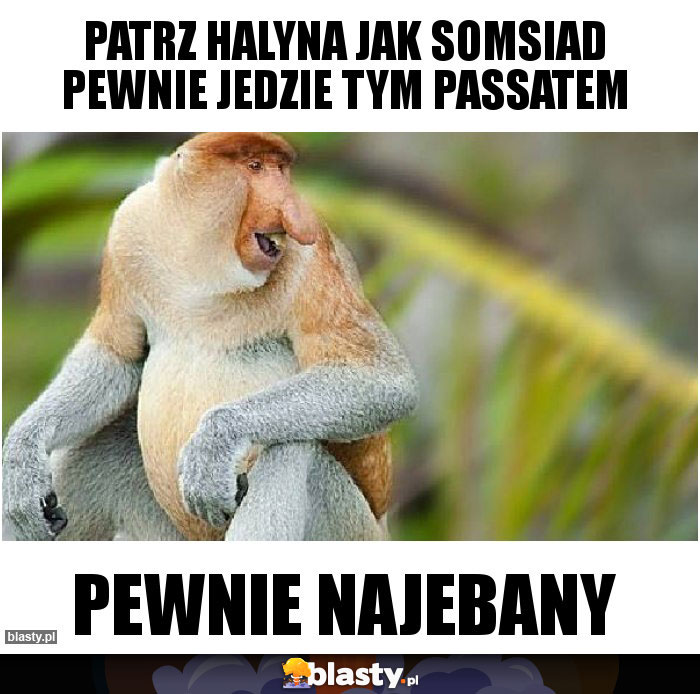 Patrz Halyna jak somsiad pewnie jedzie tym passatem