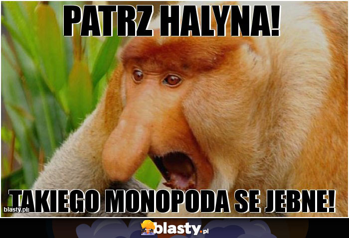 Patrz Halyna!