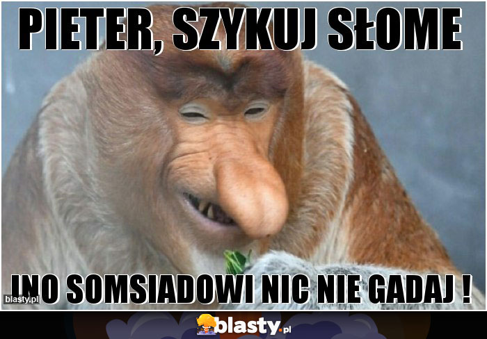 Pieter, szykuj słome