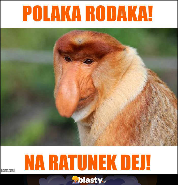 POLAKA RODAKA!