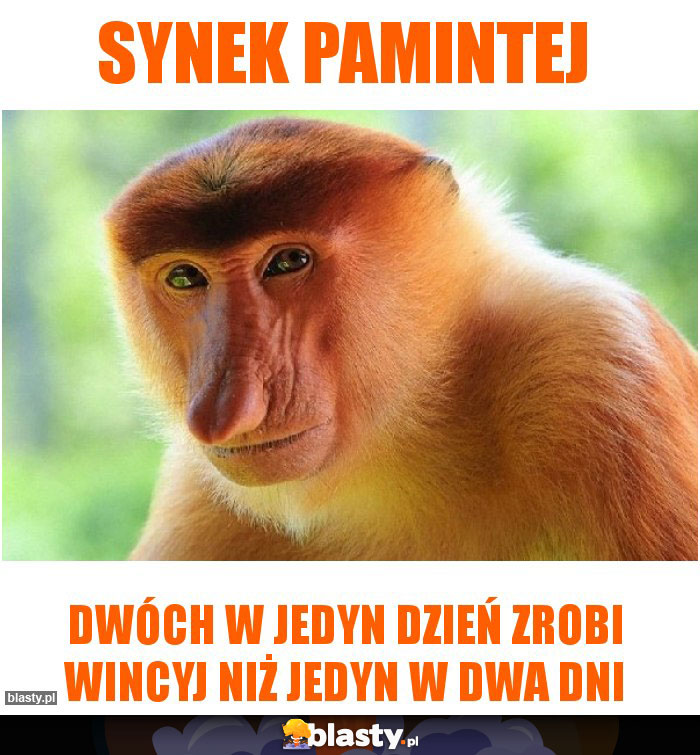 Synek pamintej