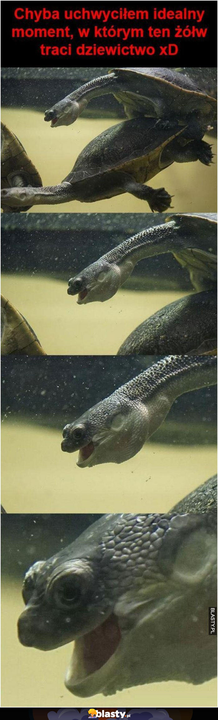 Żółw traci dziewictwo