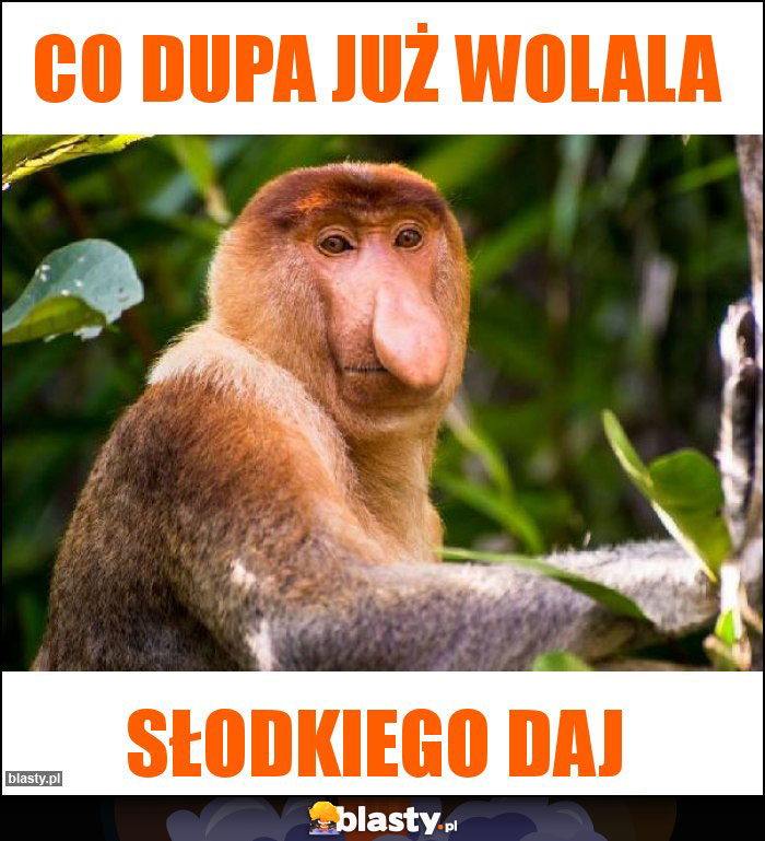 Co dupa już wolala