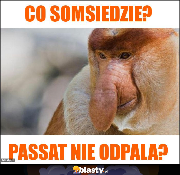 Co somsiedzie?