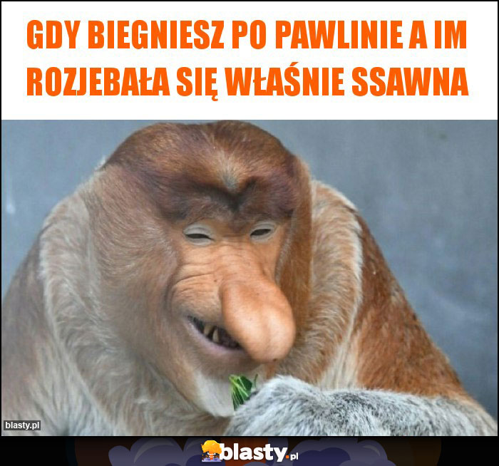Gdy biegniesz po pawlinie a im rozjebała się właśnie ssawna