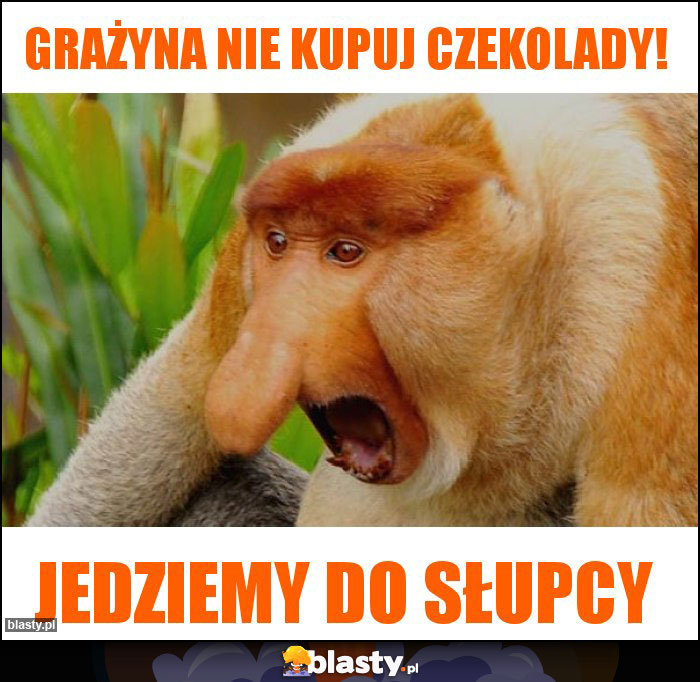 Grażyna nie kupuj czekolady!