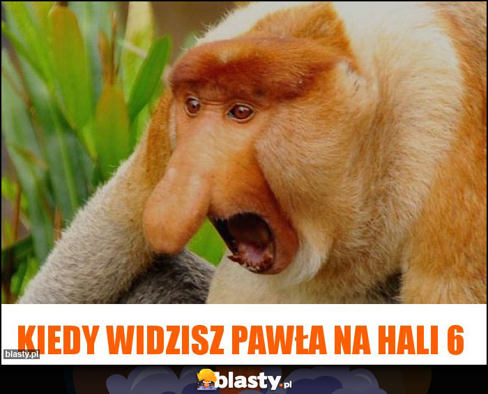 Kiedy widzisz Pawła na hali 6