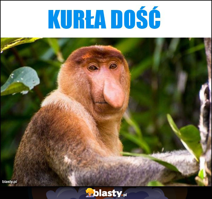 Kurła dość