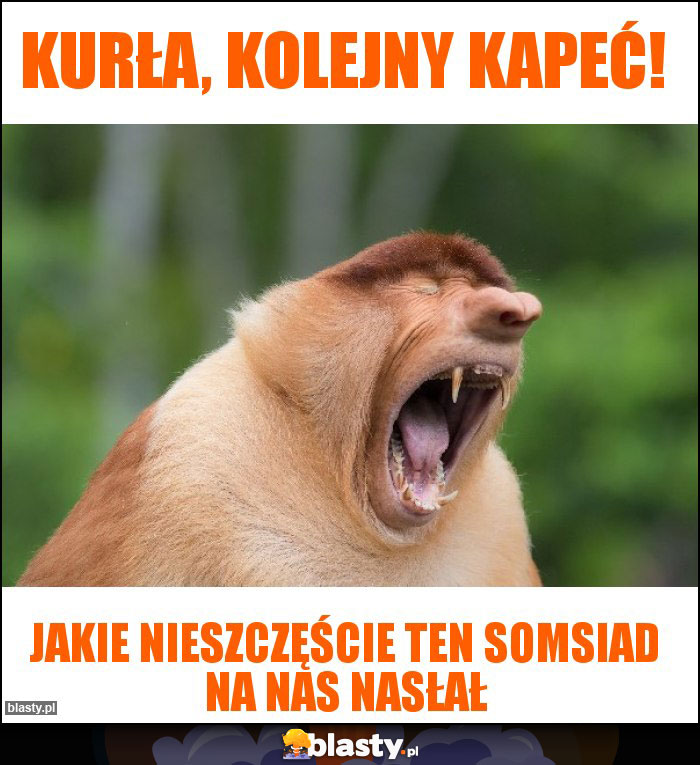 Kurła, kolejny kapeć!