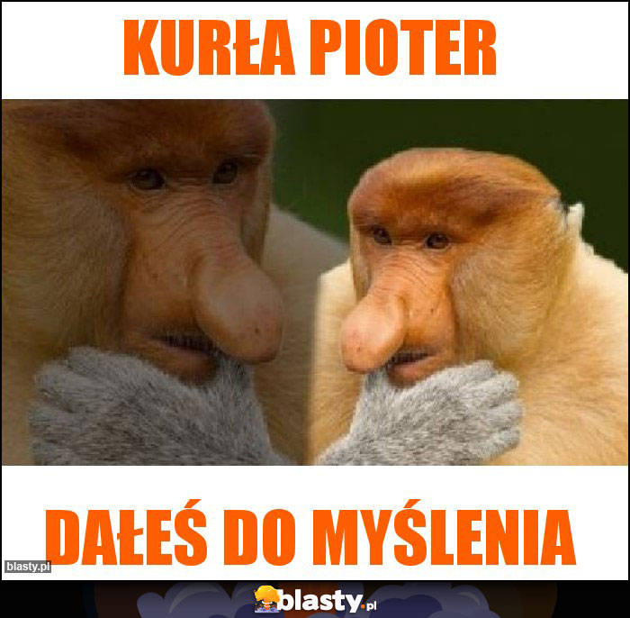 KURŁA PIOTER