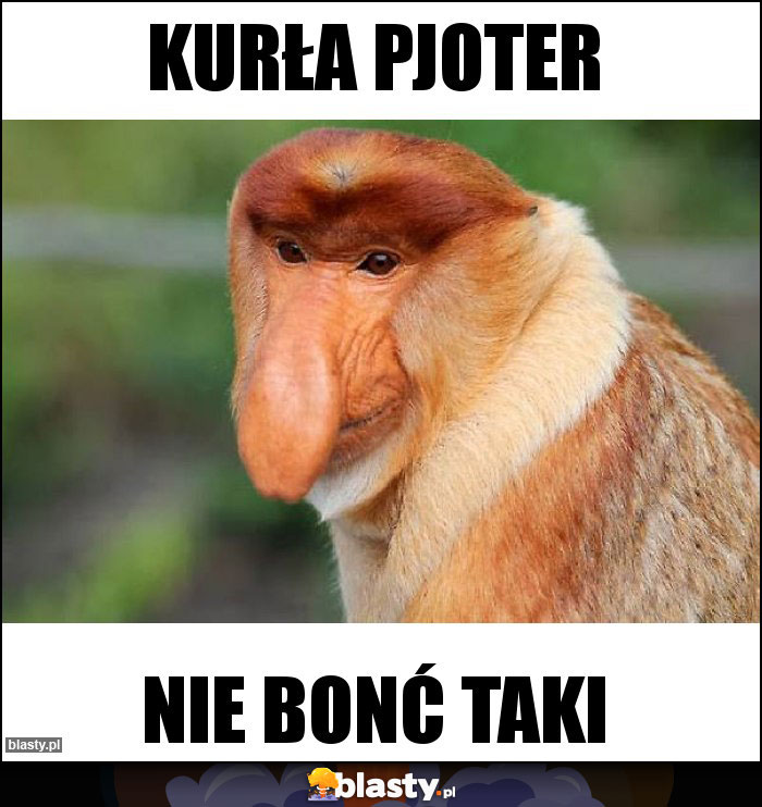 Kurła pjoter