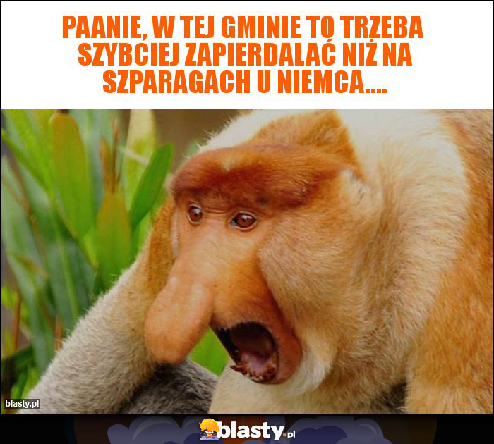 PAANIE, W TEJ GMINIE TO TRZEBA  SZYBCIEJ ZAPIERDALAĆ NIŻ NA SZPARAGACH U NIEMCA....