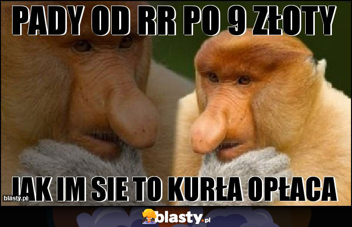 PADY OD RR PO 9 ZŁOTY