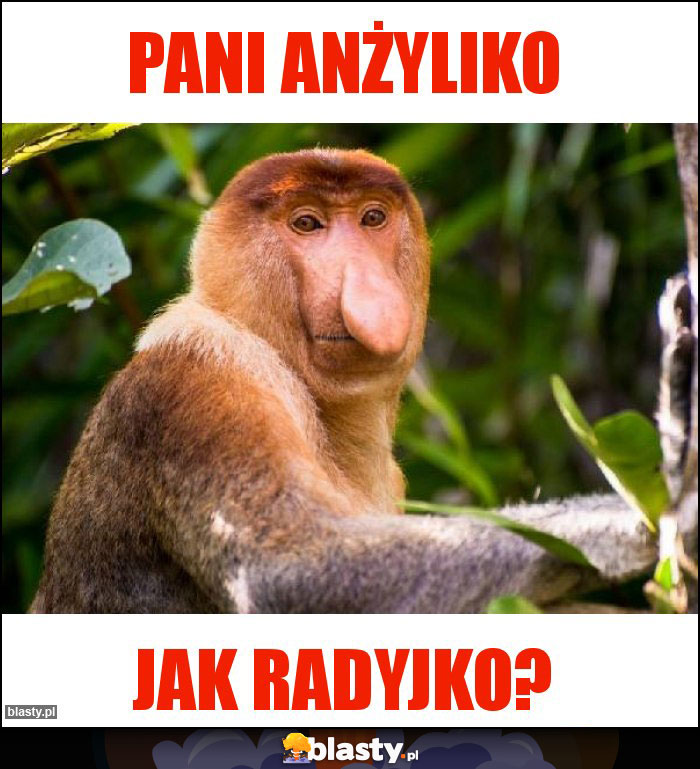 Pani Anżyliko