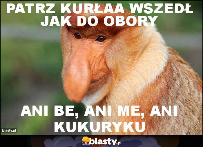 Patrz kurłaa wszedł jak do obory