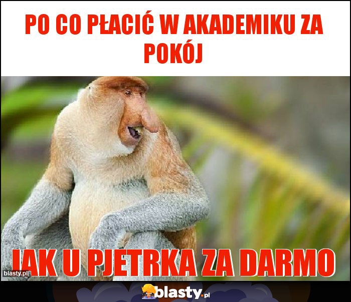 Po co płacić w akademiku za pokój