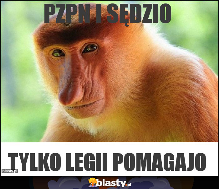 pzpn i sędzio